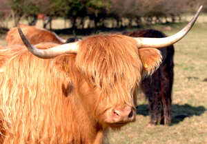 Cattle at Waterwynch Farm, Carmarthenshire / Pembrokeshire